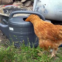foto_huhn_2